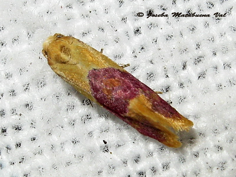 Diceratura ostrinana - Tortricidae